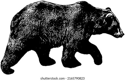 Grizzly Bear illustration in black on white background 