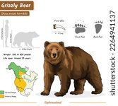 Grizzly Bear infographic.
illustration that showing grizzly bear information.
diagram, vector, education.