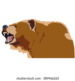 Grizzly bear with an open mouth snarl with ears turned back & leaning foreward agressively