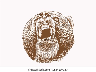 Grizzly bear portrait ,sepia illustration