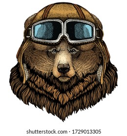 Grizzly bear. Portrait of wild animal. Vintage aviator helmet with googles.