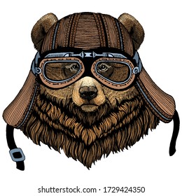 Grizzly bear. Portrait of wild animal. Motorcycle helmet.