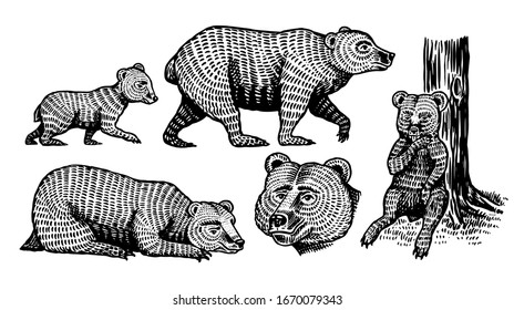 Grizzly bear set. Collection of hunting Brown wild animals in different poses. Hand drawn engraved old sketch for T-shirt, tattoo or label or poster. Side and front view. Vector illustration.