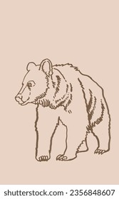 Grizzly bear sketch walking ,vector vintage illustration. 