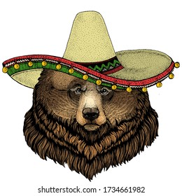 Oso pardo. Sombrero sombrero mexicano. Retrato de animales salvajes.