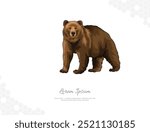 Grizzly Bear vector art for wall decoration. realistic animal images. Hand drawn wild animal isolated. for room decoration, events, etc