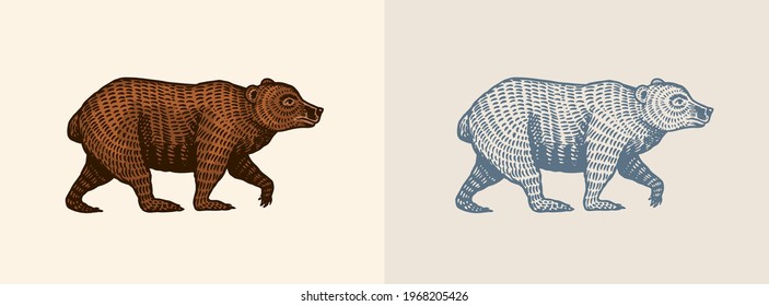 Grizzly bear in vintage style. Brown wild animal. Side view. Hand drawn engraved old sketch for T-shirt, tattoo or label or poster. Vector illustration.