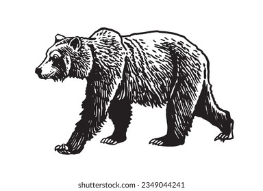 Grizzly bear walking isolated on white ,vector illustration. 