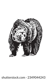 Grizzly bear walking isolated on white ,vector illustration. 