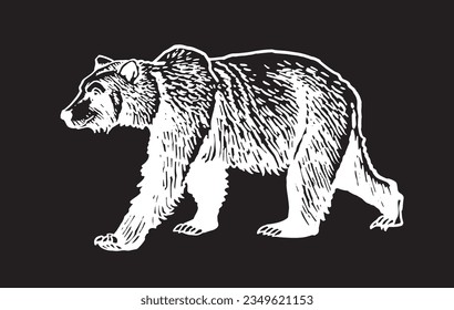 Grizzly bear walking on black ,vector illustration. 
