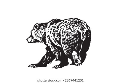 Oso pardo caminando sobre fondo blanco, ilustración vectorial. 