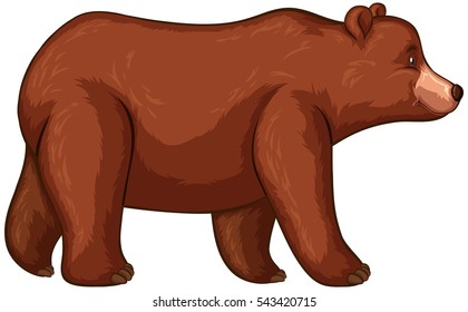 Grizzly bear walking on white background illustration