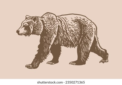 Caminata de oso pardo, ilustración vectorial vintage. 