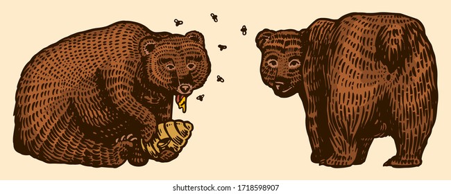 Grizzly bears. Hunting Brown wild animal eats honey and turns back. Hand drawn engraved old sketch for T-shirt, tattoo or label or poster. Side and front view. Vector illustration.