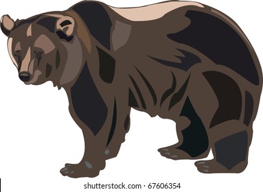 Grizzly bears are the largest predators of American