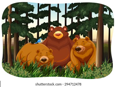 Grizzly bears living in the jungle