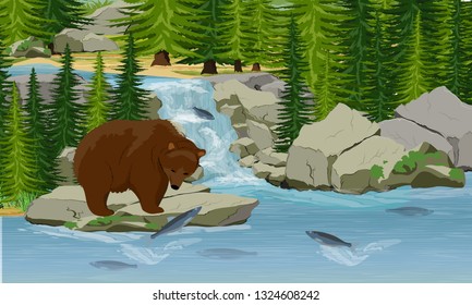 A grizzly brown bear catches pink salmon jumping out of a stream. Waterfall and spruce forest. Nature of Great Britain, Canada, USA and Scandinavia. Realistic Vector Landscape