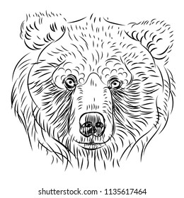 Grizzly hand drawn vector