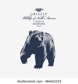 Grizzly, Wildlife of America, illustration, vector, blue color