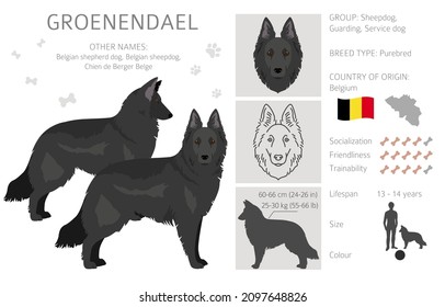 Groenendael clipart. Different poses, coat colors set.  Vector illustration