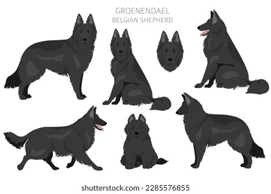 Groenendael clipart. Different poses, coat colors set.  Vector illustration