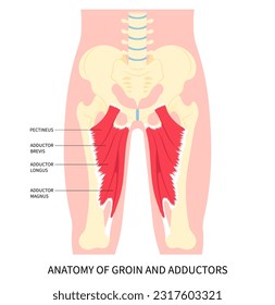 Groin strain thigh pain injury muscle or hip lumbar in plexus flexion rotation back and Obturator nerve externus lower the first aid of RICE Rest Ice stress with bursitis fracture torn