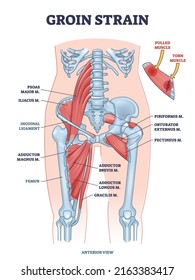 inguinal ligament cadaver