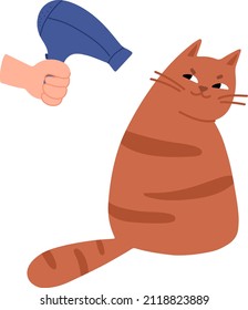 Groomer with a hairdryer in his hand dries the cat's hair. Hair salon, styling and grooming shop, pet store, vet for cats.