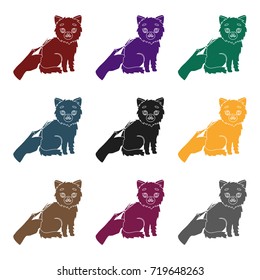 Grooming of a cat icon in black style isolated on white background. Veterinary clinic symbol stock vector illustration.