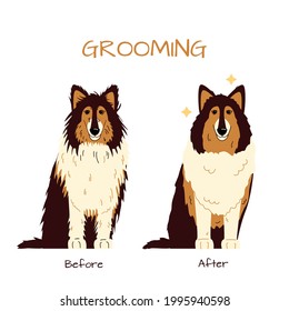 Grooming salon. Collie dog trimming before and after. Vector flat illustration isolated on white background