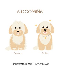 Grooming salon. Maltese miniature Poodle dog trimming before and after. Vector flat illustration isolated on white background 