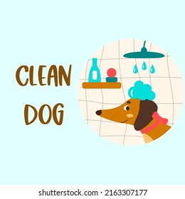 Grooming salon vector. Dachshund with soap foam on his head and soap bubbles. Vector illustration