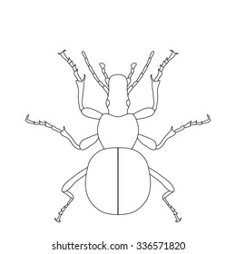 ground beetle bug. Carabidae. Sketch of ground beetle.  ground beetle isolated on white background. ground beetle Design for coloring book.  hand-drawn ground beetle. Vector illustration