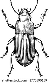 Besouros terrestres ou carabídeos, encontrados principalmente na América do Norte e na Europa. Eles são grandes e têm capas de asa onduladas, vintage desenho de linha ou gravura ilustração.