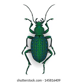 Ground beetle. Colorful vector drawing of big green beetle. Insect isolated on the white background.