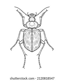 Ground beetle. Vector illustration in graphic style isolated on white background.