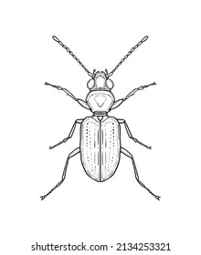 Ground beetle. Vector illustration in graphic style isolated on white background.