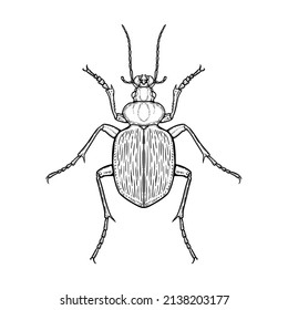 Ground beetle. Vector illustration in graphic style isolated on white background.