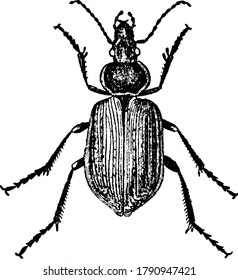 Ground beetles are the largest group of beetles, mostly having shiny and black bodies, with stripes like markings on it, vintage line drawing or engraving illustration.