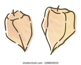 ground cherry with watercolor texture