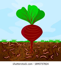 Ground cutaway with beetroot and earthworm. Earthworms in garden soil. Composting process with organic matter, microorganisms and earthworms. Organic vegetable concept. Stock vector illustration