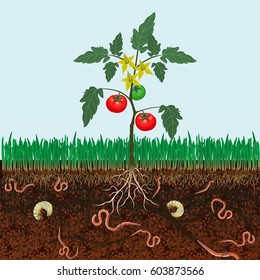 Ground cutaway with bush tomatoes