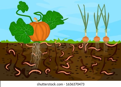 Ground cutaway with earthworms and vegetable. Earthworms in garden soil. Air and water passage in the soil created by earthworms. Plant vegetable fresh in compost food layer of soil with worm. Vector