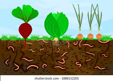 Ground cutaway with earthworms and vegetable. Earthworms in garden soil. Air and water passage in the soil created by earthworms. Plant vegetable fresh in compost food layer of soil with worm. Vector