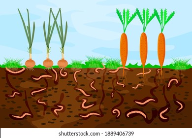 Ground cutaway with earthworms and vegetable. Earthworms in garden soil. Air and water passage in the soil created by earthworms. Plant vegetable fresh in compost food layer of soil with worm. Vector