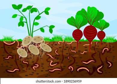 Ground cutaway with earthworms and vegetable. Earthworms in garden soil. Air and water passage in the soil created by earthworms. Plant vegetable fresh in compost food layer of soil with worm. Vector