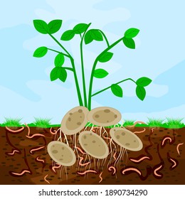 Ground cutaway with potatoes and earthworm. Earthworms in garden soil. Composting process with organic matter, microorganisms and earthworms. Organic vegetable concept. Stock vector illustration