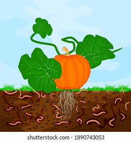 Ground cutaway with pumpkin and earthworm. Earthworms in garden soil. Composting process with organic matter, microorganisms and earthworms. Organic vegetable concept. Stock vector illustration