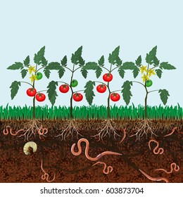 Ground cutaway with tomato plants