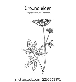 Ground elder (Aegopodium podagraria), edible and medicinal plant. Hand drawn botanical vector illustration